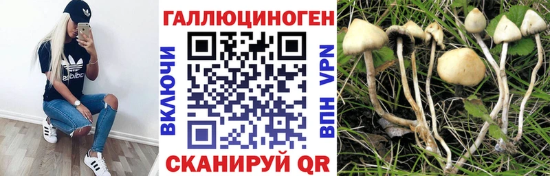 Псилоцибиновые грибы Psilocybe  блэк спрут ссылки  Шали 